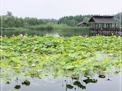 -溱湖国家湿地公园