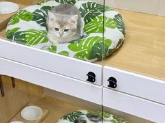 -青奢宠物·青奢猫舍