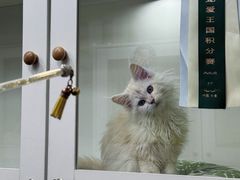 -青奢宠物·青奢猫舍