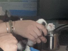 -艾贝尔宠物医院·24H转诊中心·肿瘤猫专科(江宁双龙店)