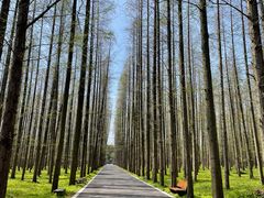 -东平国家森林公园