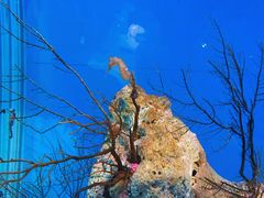 -海合安武汉极地海洋公园