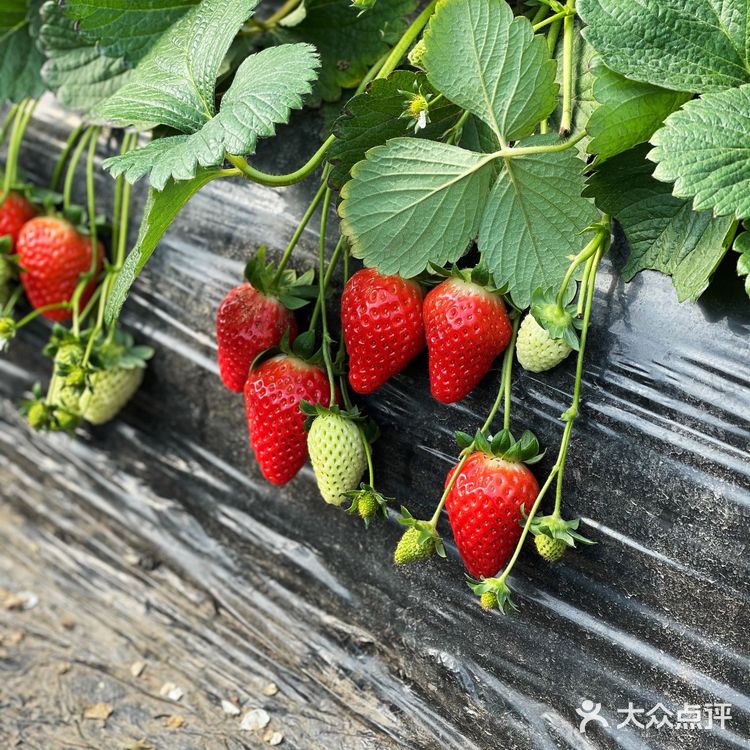 草莓🍓草莓🍓 你想我莓
