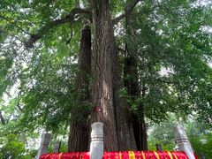-潭柘寺景区