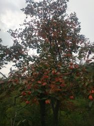 -窦王岭景区游乐场