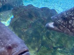 -烟台海昌鲸鲨海洋公园