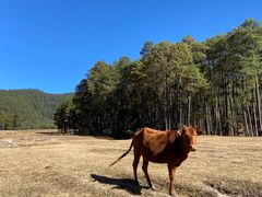 -大浪坝森林公园