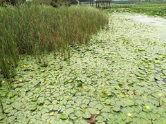-荷塘月色湿地公园·向阳花洲
