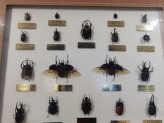 -上海昆虫博物馆