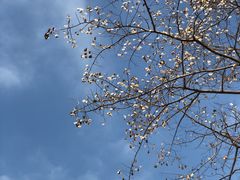 -香蜜公园
