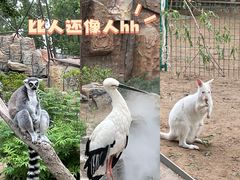 -北京野生动物园