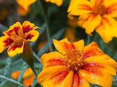 -田德能咖啡博物馆