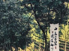 -白茶原·一片叶子