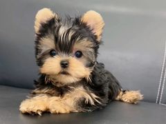 -萌宠之家·腊肠犬·马尔泰·小体犬舍