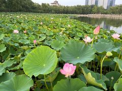 -莲花池公园