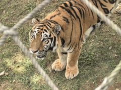 -西霞口神雕山野生动物世界