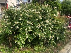 -石塘人家