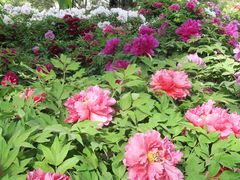 -莲花池公园
