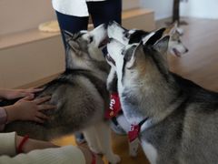 -Husky Go! 哈士奇体验馆·宠物咖啡厅狗咖