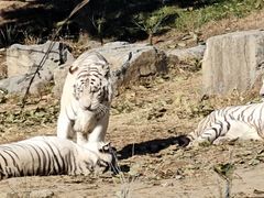 -北京野生动物园