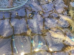 -集品鲜湾·蒸汽海鲜自助料理(青岛银座和谐广场店)