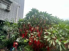 -小洲村