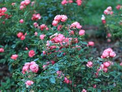 -人民公园(罗湖区)