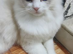 -小呆的宠物店·宠物售卖·宠物寄养(城西店)