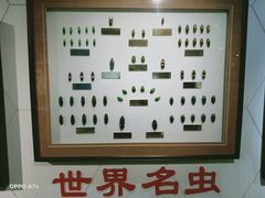 -上海昆虫博物馆