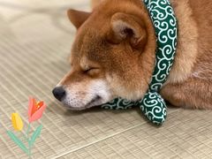 -逗柴咖啡屋·狗咖猫咖宠物桌游