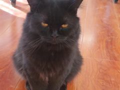 -猫小院猫主题咖啡厅(北锣店)