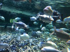 -成都浩海立方海洋公园