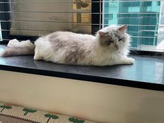 -楼上猫咖(罗湖店)