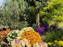 -上海共青森林公园