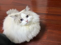 -瑞派康怡24h宠物医院·犬猫医疗中心·微创绝育(瑞景分院)