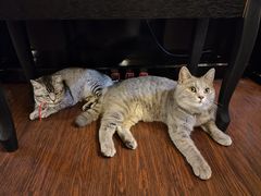 -猫岛主趣味餐厅(鼓浪屿店)