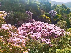 -梧桐山风景名胜区