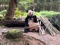 -都江堰中华大熊猫苑