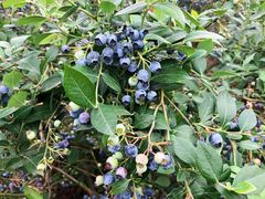 -金谷域澳洲庄园