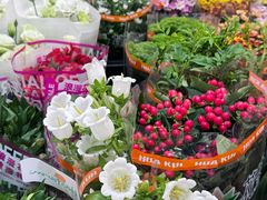 -溪岸路花鸟市场