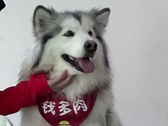 -Husky Go! 哈士奇体验馆·宠物咖啡厅狗咖