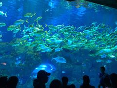 -芜湖新华联大白鲸海洋公园