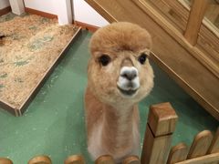 -藦茜花园宠物主题亲子互动体验馆(国顺东路店)