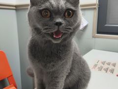 -伟伟宠物医院·CT影像中心·瑞派犬猫综合性门诊(汉口总院)