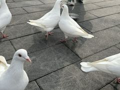 -和平公园