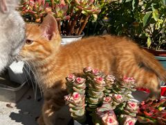 -天宠宠物医院24小时·急重症诊疗中心·全科·腔镜特色(和平分院)