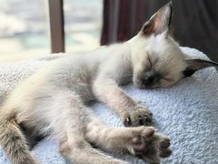 -欣宠猫屋·矮脚拿破仑·蓝金金渐层