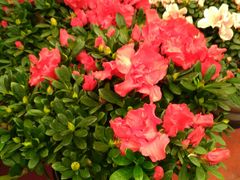 -龙大花卉苗木市场