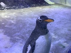 -芜湖新华联大白鲸海洋公园