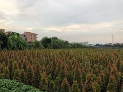 -隔田烧鸡